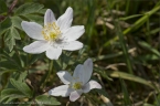 web_milseburgl_07