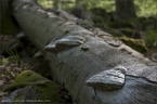 web_milseburgl_15