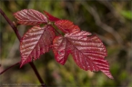2014_roesper_ww_13
