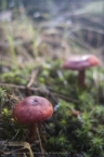 2014_wiesentpfad_05