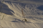 2014_winter_web_14