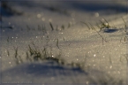 2014_winter_web_15
