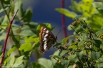 Bild00307.jpg