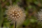 Bild00088.jpg