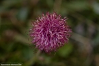 Bild00091.jpg