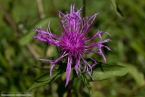 Bild00108.jpg