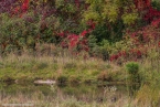 201511_herbst_021