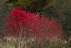 201511_herbst_025