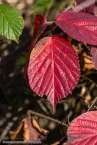 201511_herbst_048
