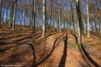 201511_herbst_059