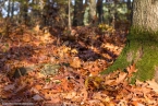 201511_herbst_032