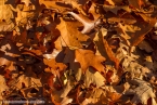 201511_herbst_034
