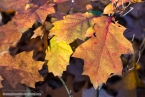 201511_herbst_035