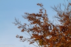 201511_herbst_038