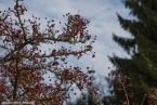 201511_herbst_065
