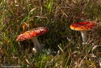 201511_herbst_089
