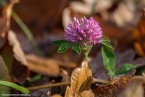 201511_herbst_098