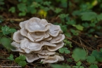 201511_herbst_100
