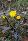 20160403_trödelsteinpfad_03