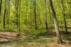 20160501_dernbachwiesen_16