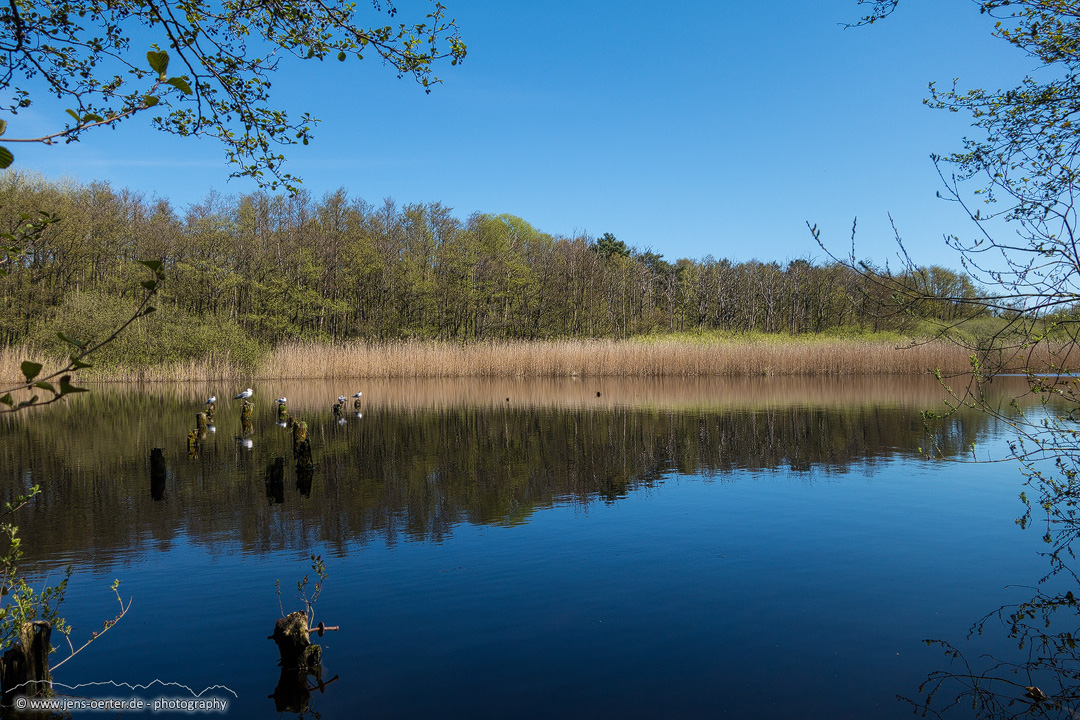 20160504_ostsee_prerow_darss_01