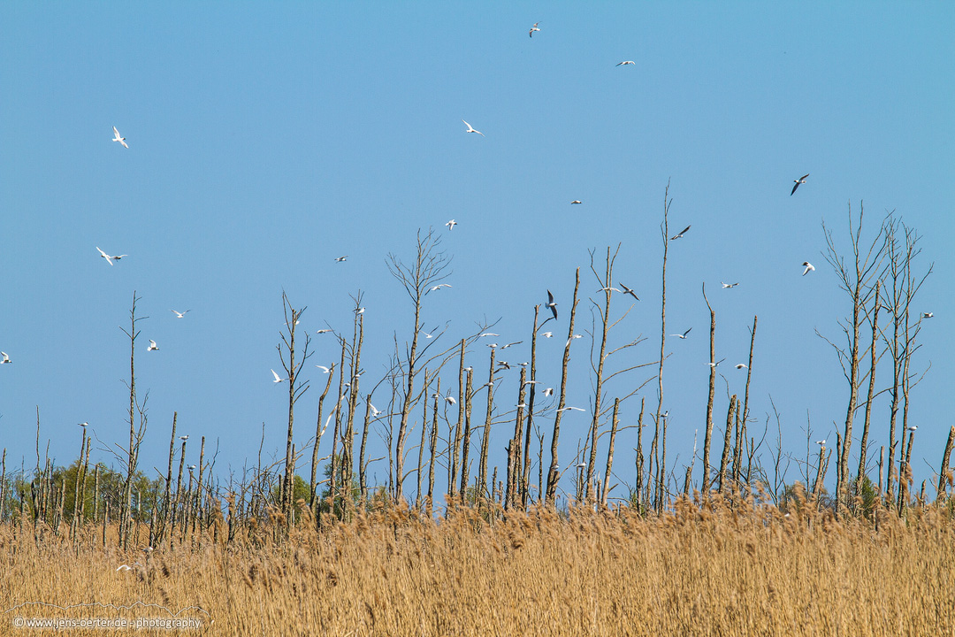 20160504_ostsee_prerow_darss_35