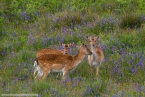 201606_scotland_sw2nw_063
