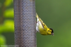 201606_scotland_sw2nw_168