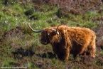 201606_scotland_sw2nw_255