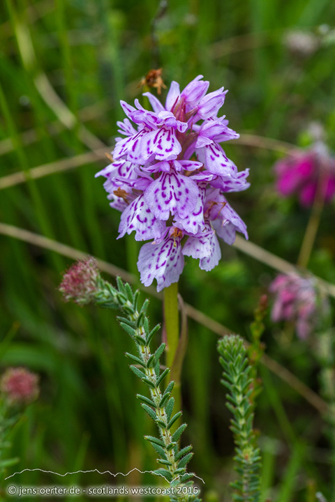 201606_scotland_sw2nw_302