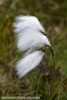 201606_scotland_sw2nw_300