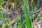 201606_scotland_sw2nw_306