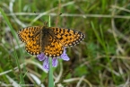 201606_scotland_sw2nw_315