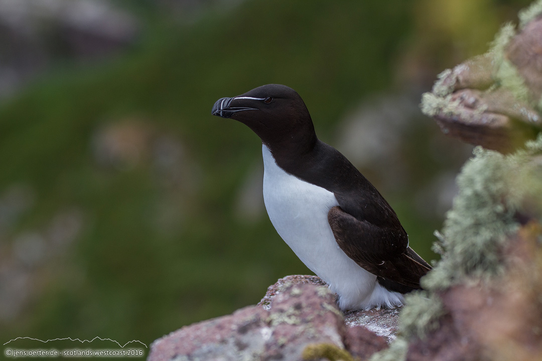 201606_scotland_sw2nw_395
