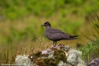 201606_scotland_sw2nw_377