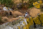 201606_scotland_sw2nw_383