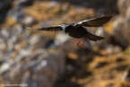 201611_rosengarten_086