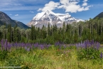 Bild00239