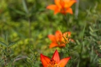 Bild00255