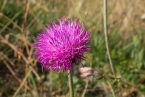 Bild00103