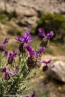 2018_korsika_036
