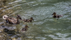 202107_sui_web_014