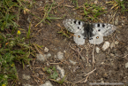 202107_sui_web_083