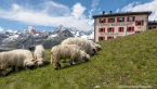 202107_sui_web_150