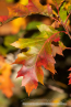 202110_herbst_dielfen_02