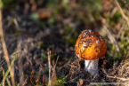 202110_herbst_dielfen_10