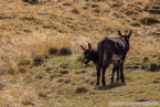 20221009_suedtirol_voels_109