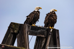 202307_usa_ca_476