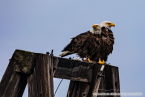 202307_usa_ca_477