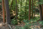 Pfalz, MTB